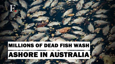 Millions of dead fish wash up amid Australian heat wave